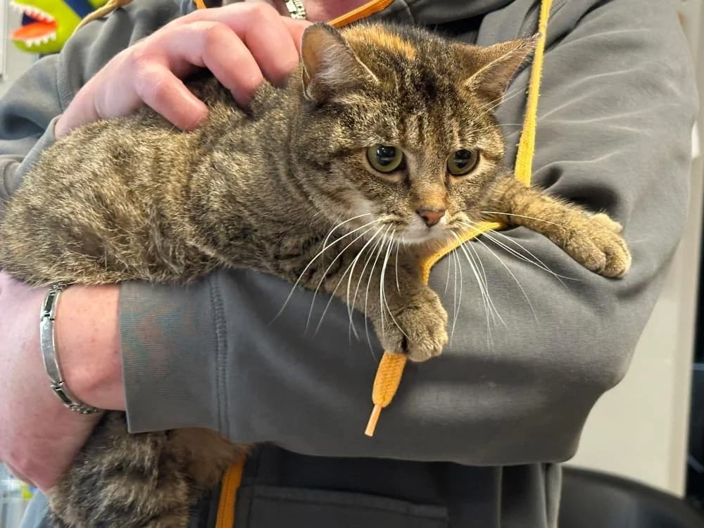 RENEE, female mixed breed for adoption at SPA Saint-Omer, Omer