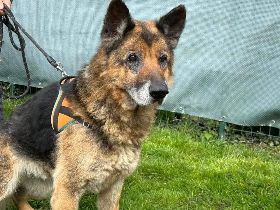 RAYSON, male German Shepherd for adoption at SPA Saint-Omer, Omer