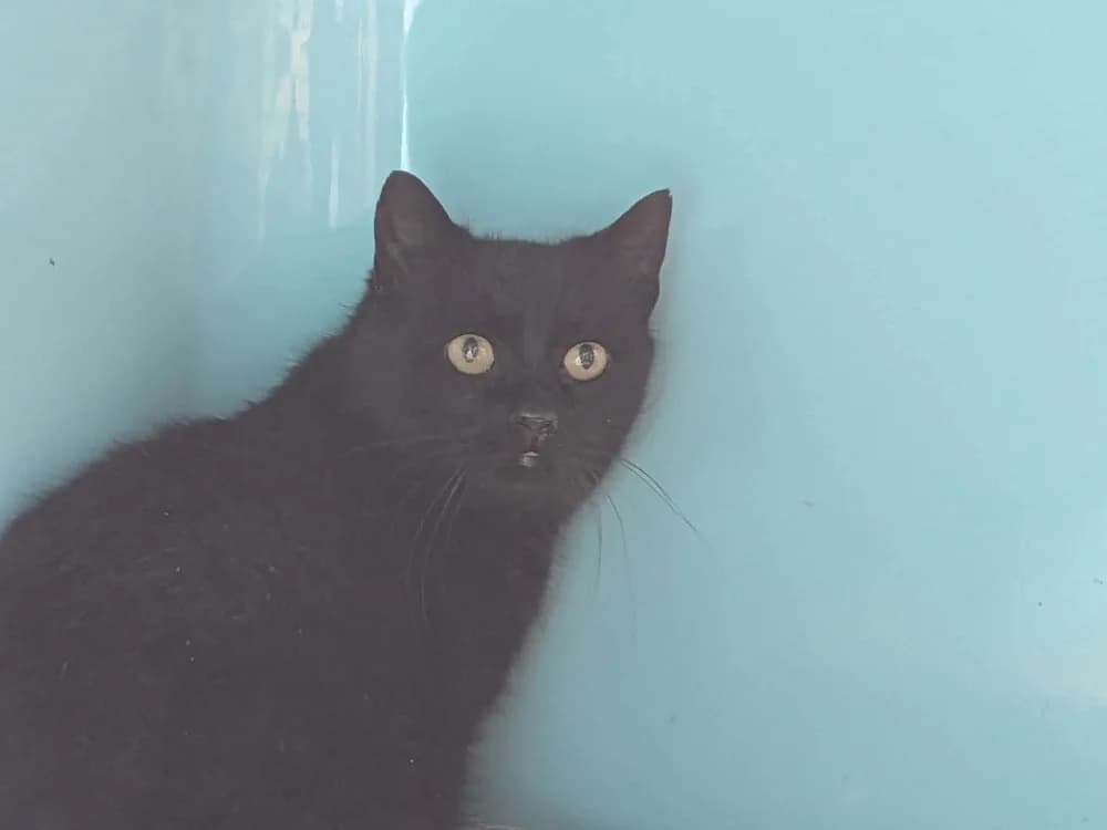 NOUGATI, male mixed breed for adoption at SPA Saint-Omer, Omer