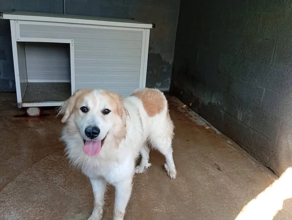 SKY, male mixed breed for adoption at SPA Saint-Omer, Omer