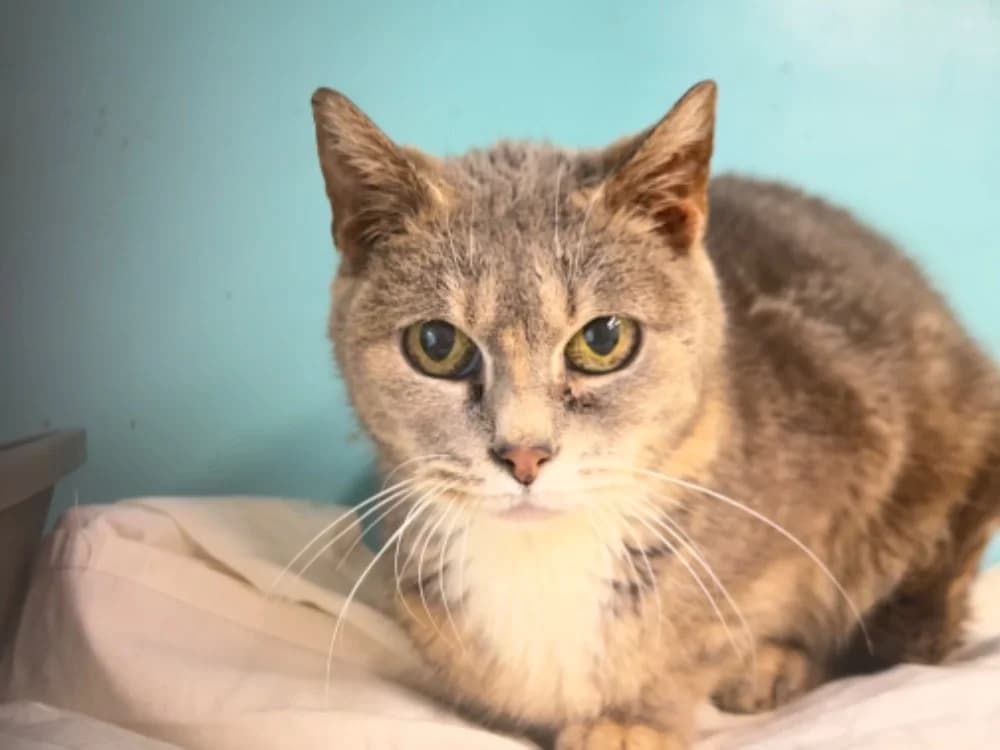 ZOE, female mixed breed for adoption at SPA Saint-Omer, Omer