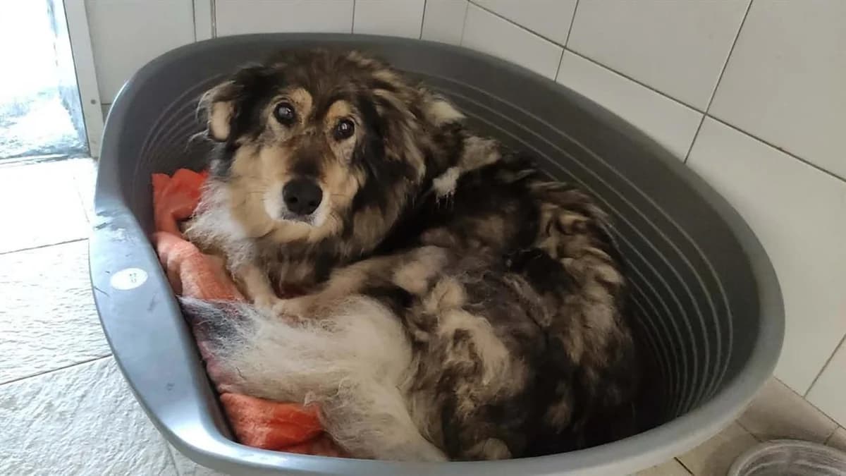 HAPPY, female Collie for adoption at SPA Saint-Omer, Omer