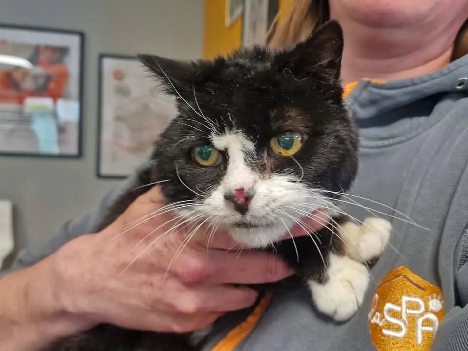 MINOUCHE, female mixed breed for adoption at SPA Saint-Omer, Omer