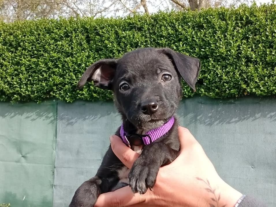 OTTO, male Labrador Retriever for adoption at SPA Saint-Omer, Omer