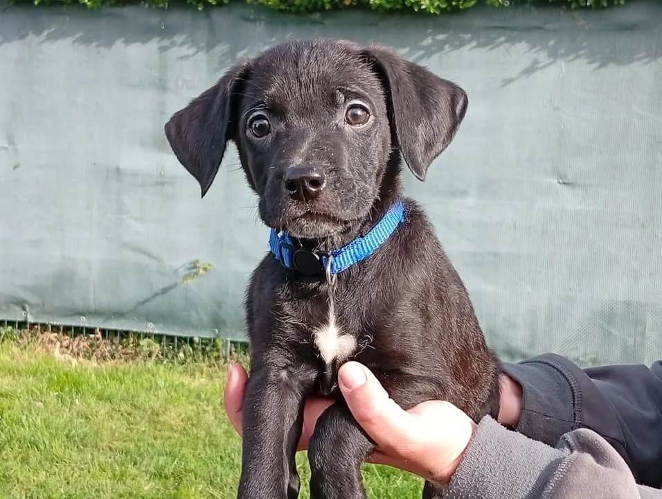 LARRY, male Labrador Retriever for adoption at SPA Saint-Omer, Omer