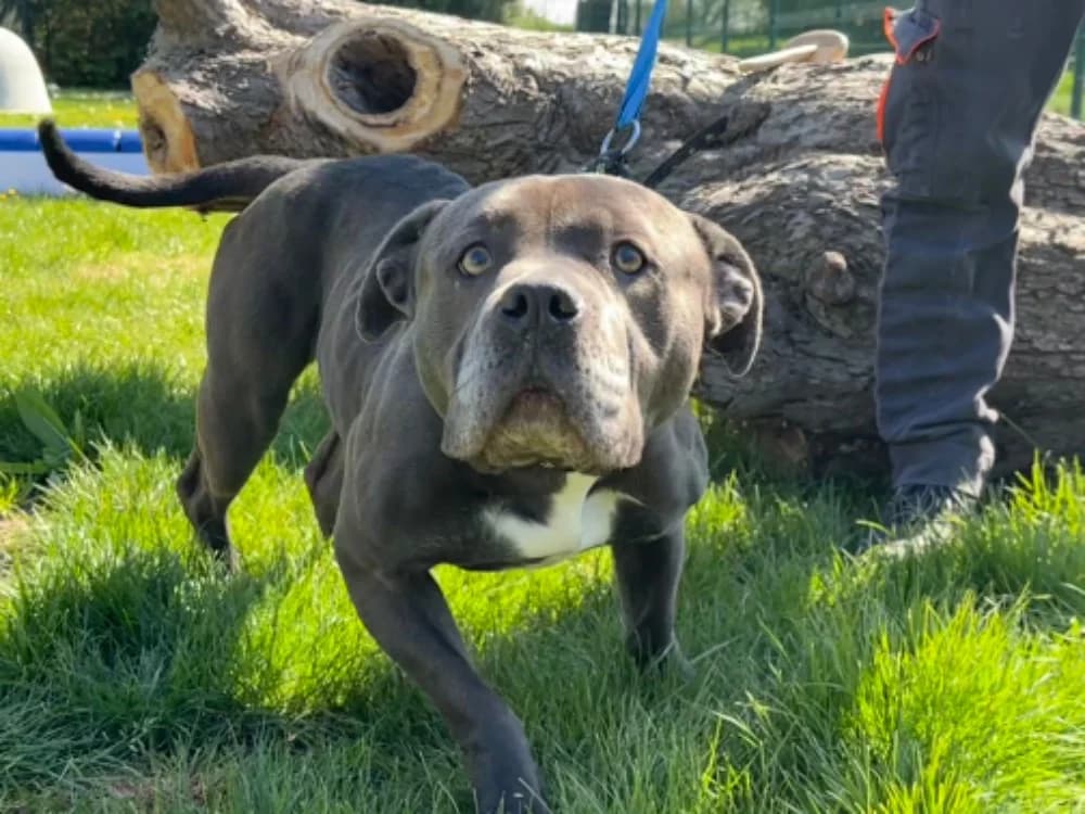 PRADA, female 5yo American Bully for adoption at SPA Saint-Omer, Omer