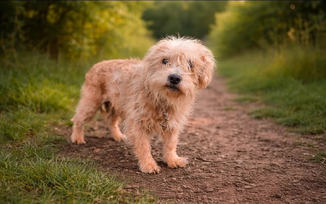 REX réservé, male senior Yorkshire Terrier for adoption at SPA Troyes, Troyes