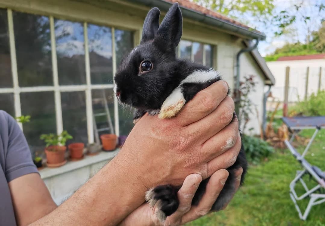 BASILIC, female mixed breed for adoption at SPA Troyes, Troyes