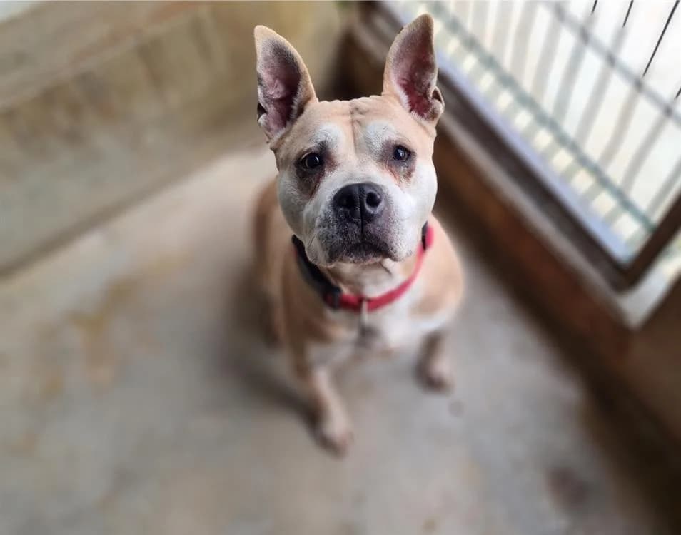 CHIPIE, female senior Mixed Breed for adoption at SPA Troyes, Troyes