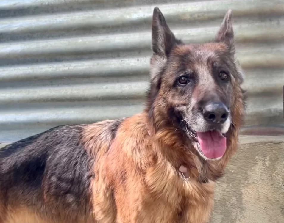 NALA MA LOUVE, female senior German Shepherd for adoption at SPA Troyes, Troyes