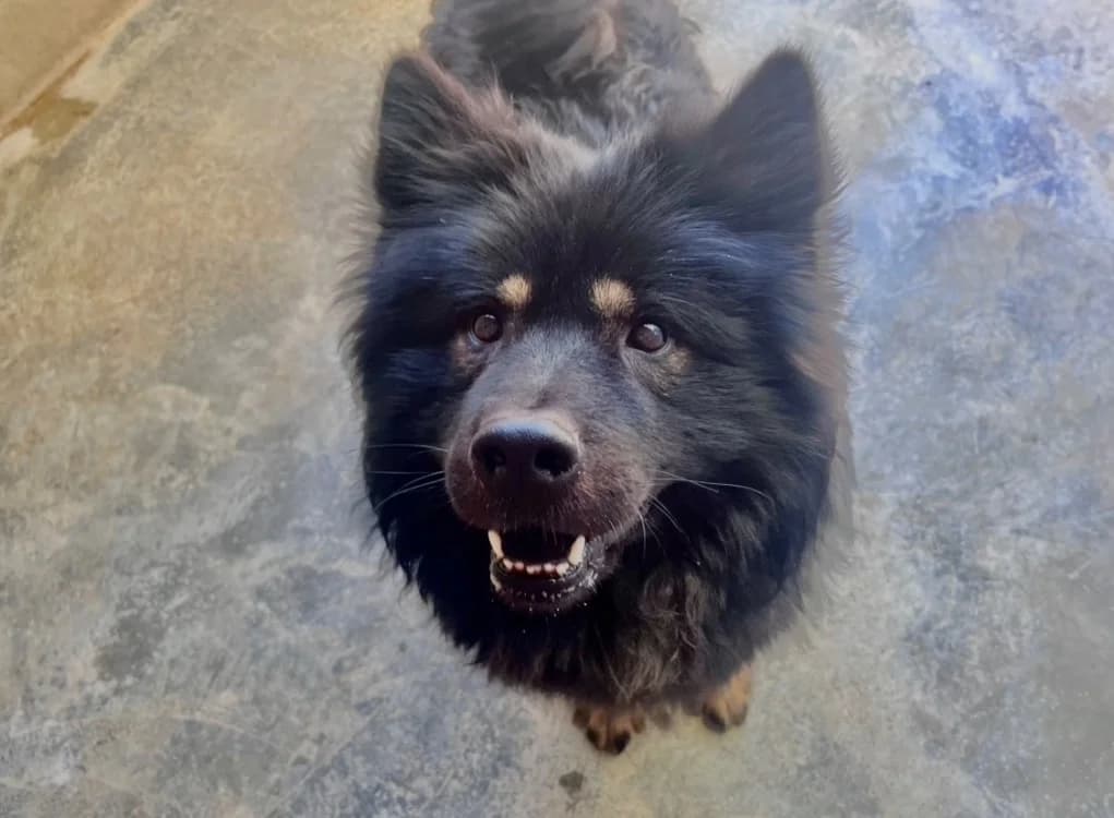 MICKAEL réservé, male 4yo mixed breed for adoption at SPA Troyes, Troyes