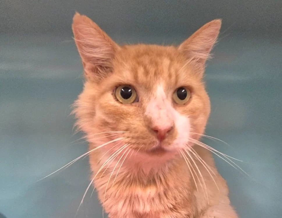 FOX, male mixed breed for adoption at SPA Mont-de-Marsan, De Marsan