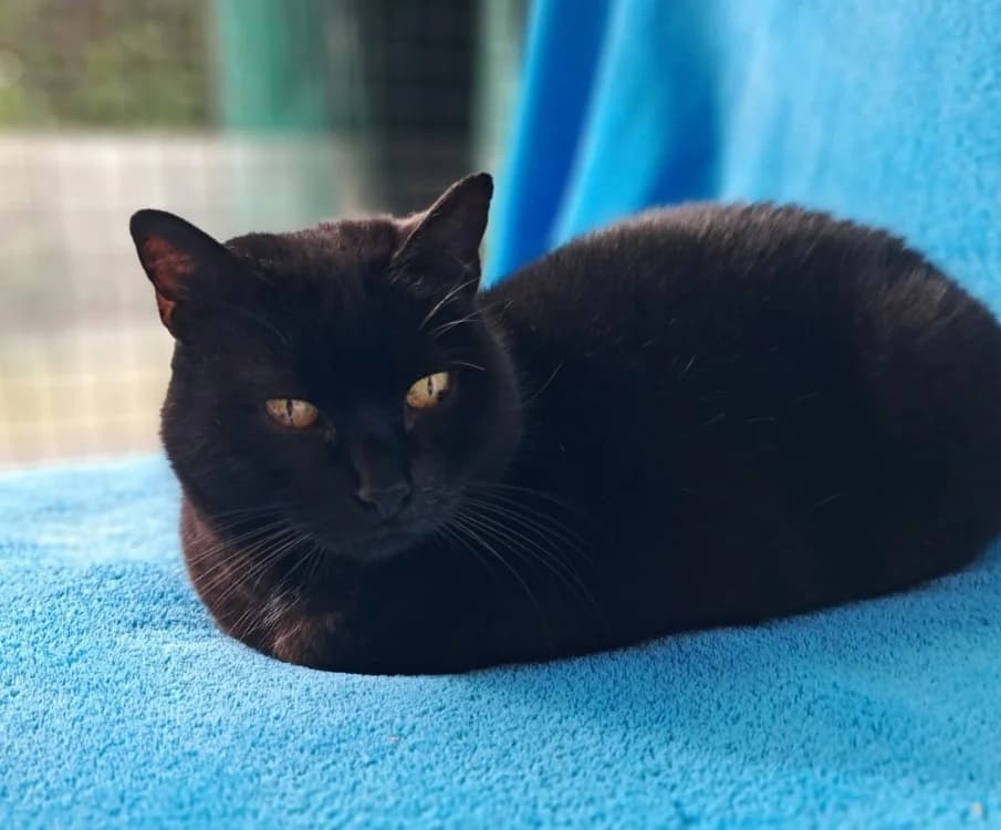 Pink, female mixed breed for adoption at SPA Mont-de-Marsan, De Marsan