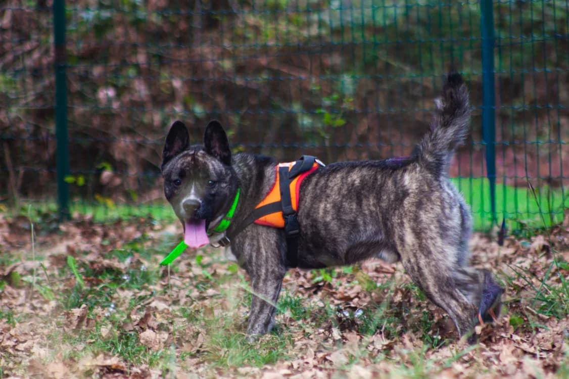 PAKI, male young Shiba Inu for adoption at SPA Mont-de-Marsan, De Marsan