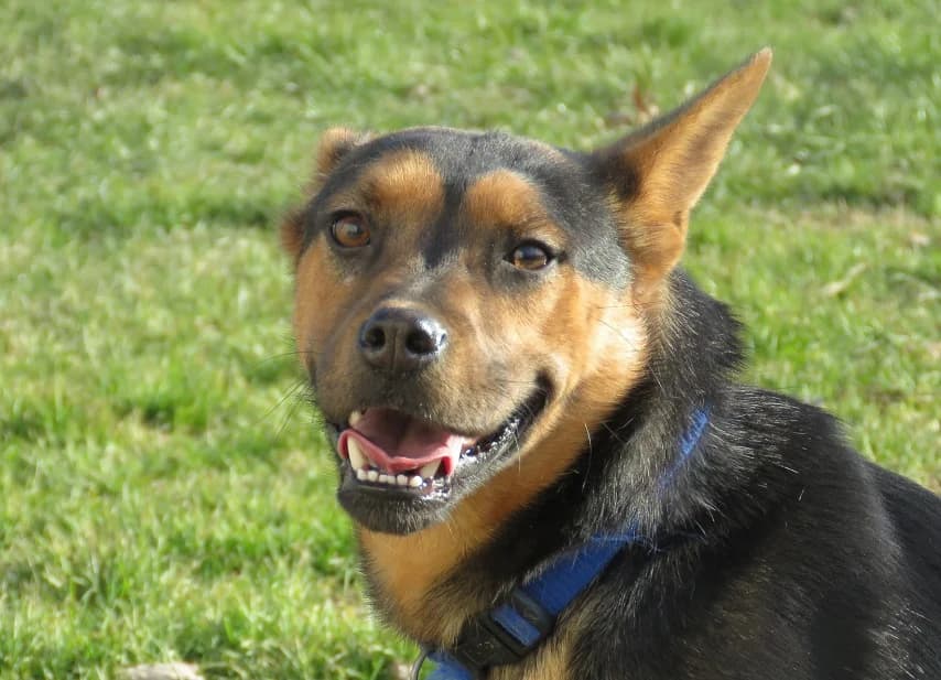 Flip, female Mixed Breed for adoption at SPA Mont-de-Marsan, De Marsan