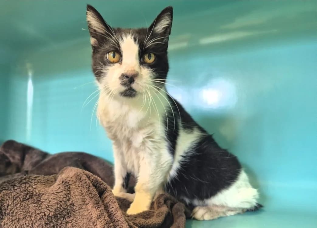 Eden, male mixed breed for adoption at SPA Mont-de-Marsan, De Marsan