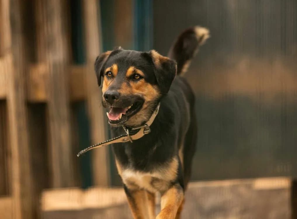 Youri, male mixed breed for adoption at SPA Mont-de-Marsan, De Marsan