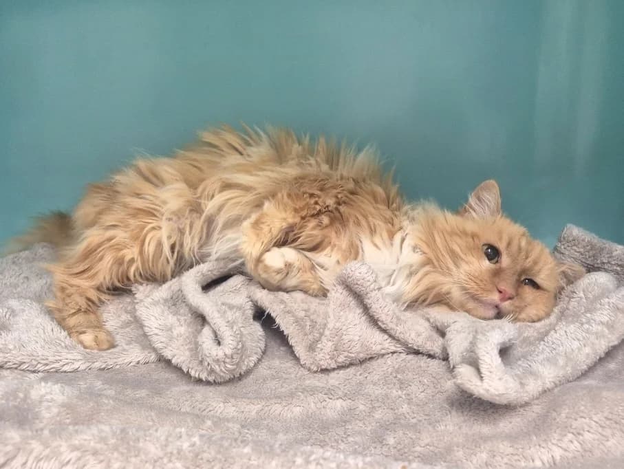 Myrtille, female mixed breed for adoption at SPA Mont-de-Marsan, De Marsan