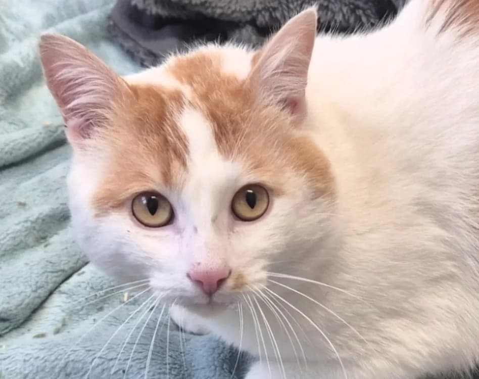 BALTO, male mixed breed for adoption at SPA Mont-de-Marsan, De Marsan