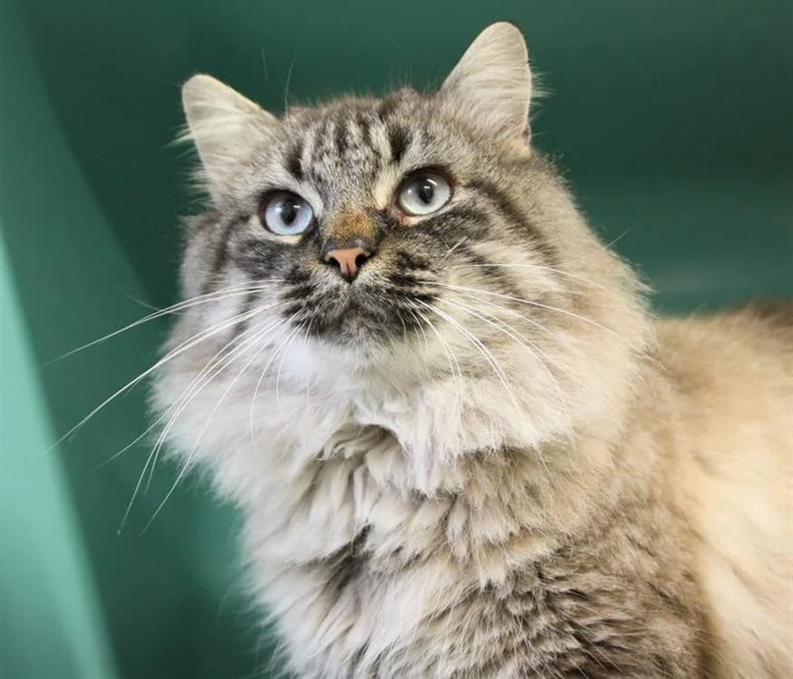 APACHE, male Siamese for adoption at SPA Mont-de-Marsan, De Marsan