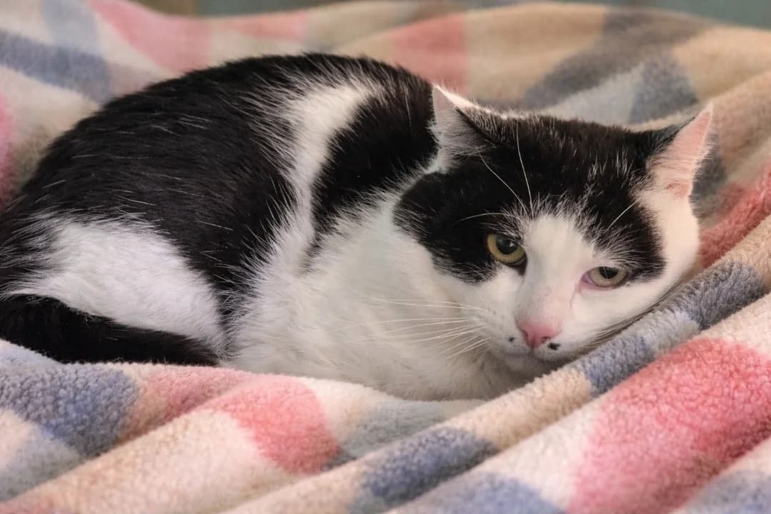 Pitchoune, male mixed breed for adoption at SPA Mont-de-Marsan, De Marsan