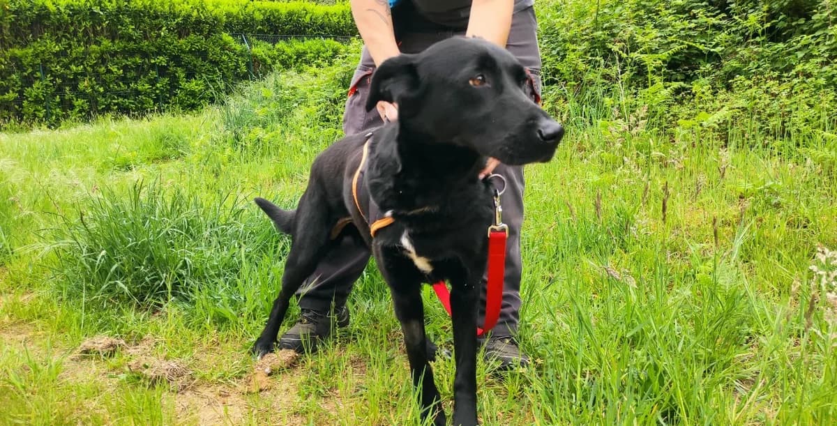 Bonnie, female 5yo Mixed Breed for adoption at SPA Mont-de-Marsan, De Marsan