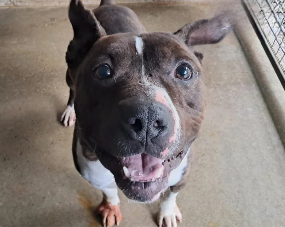 Oni, male 3yo American Bully for adoption at SPA Mont-de-Marsan, De Marsan