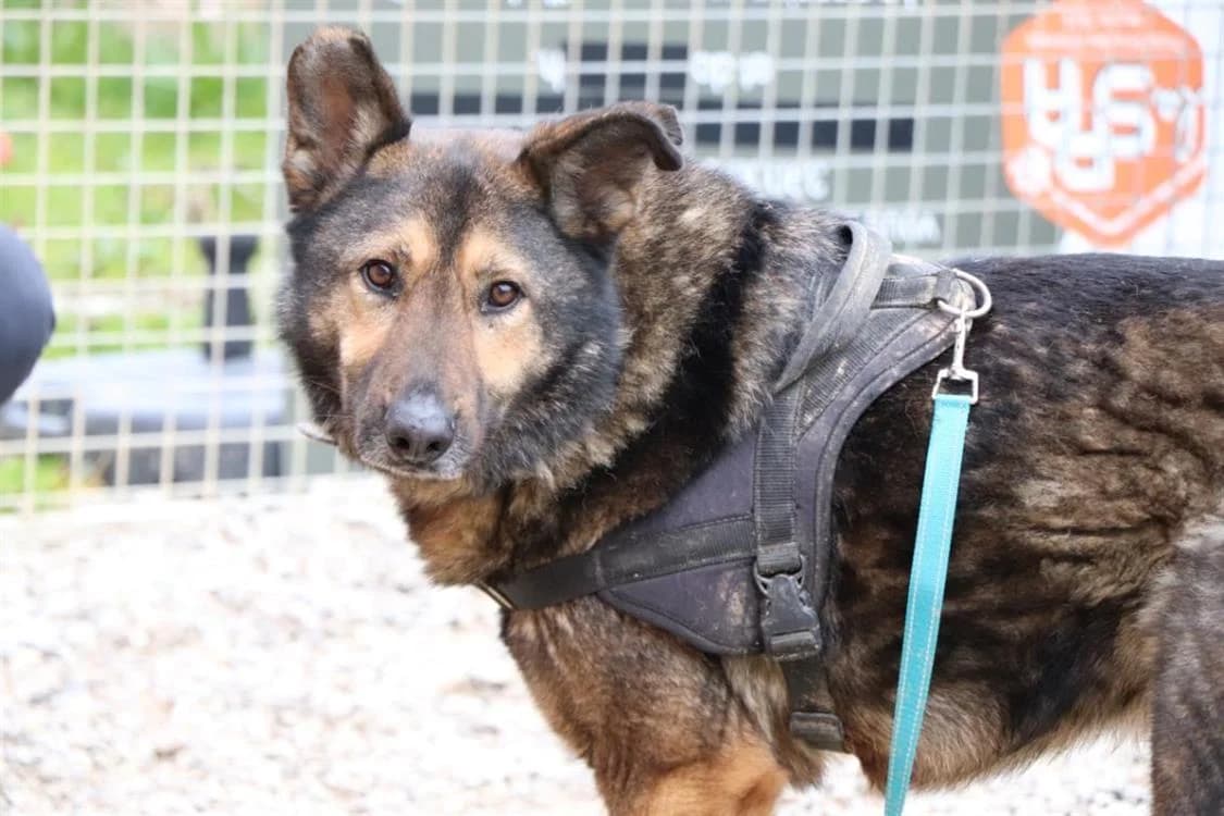 BHALOO, male Mixed Breed for adoption at SPA Beaurepaire-en-Bresse, Beaurepaire