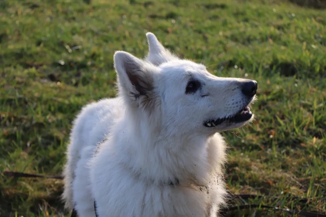 Noky (réservé), male mixed breed for adoption at SPA Beaurepaire-en-Bresse, Beaurepaire