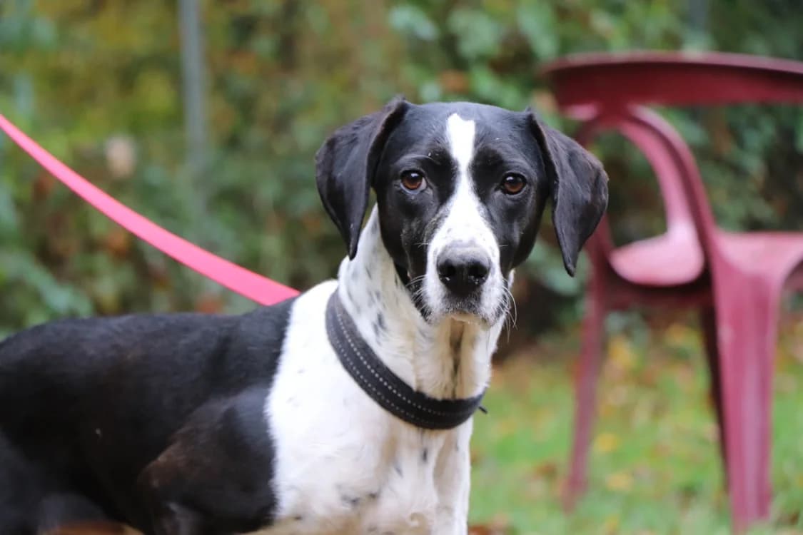Rita, female German Shorthaired Pointer for adoption at SPA Beaurepaire-en-Bresse, Beaurepaire
