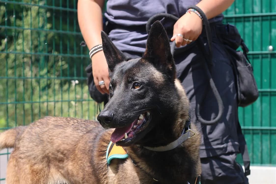URUS, male Belgian Malinois for adoption at SPA Beaurepaire-en-Bresse, Beaurepaire