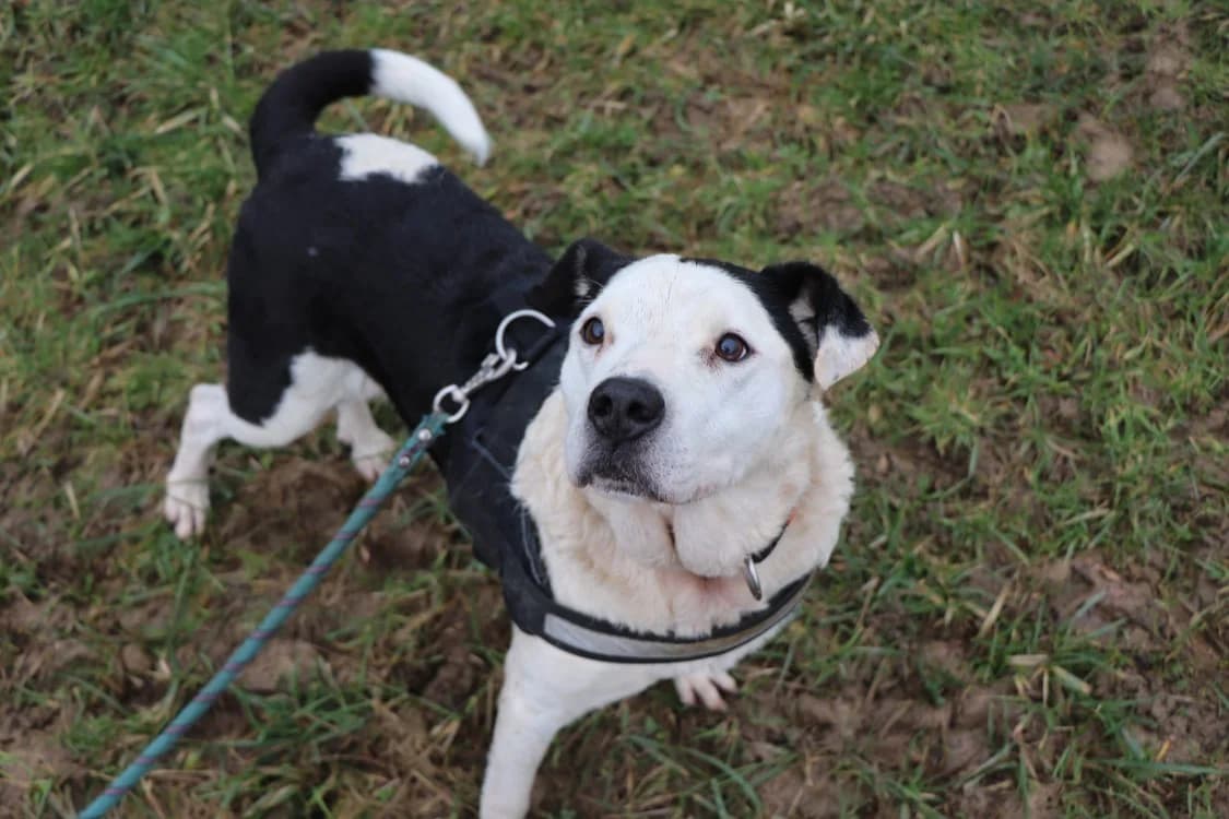Bundy, male Mixed Breed for adoption at SPA Beaurepaire-en-Bresse, Beaurepaire