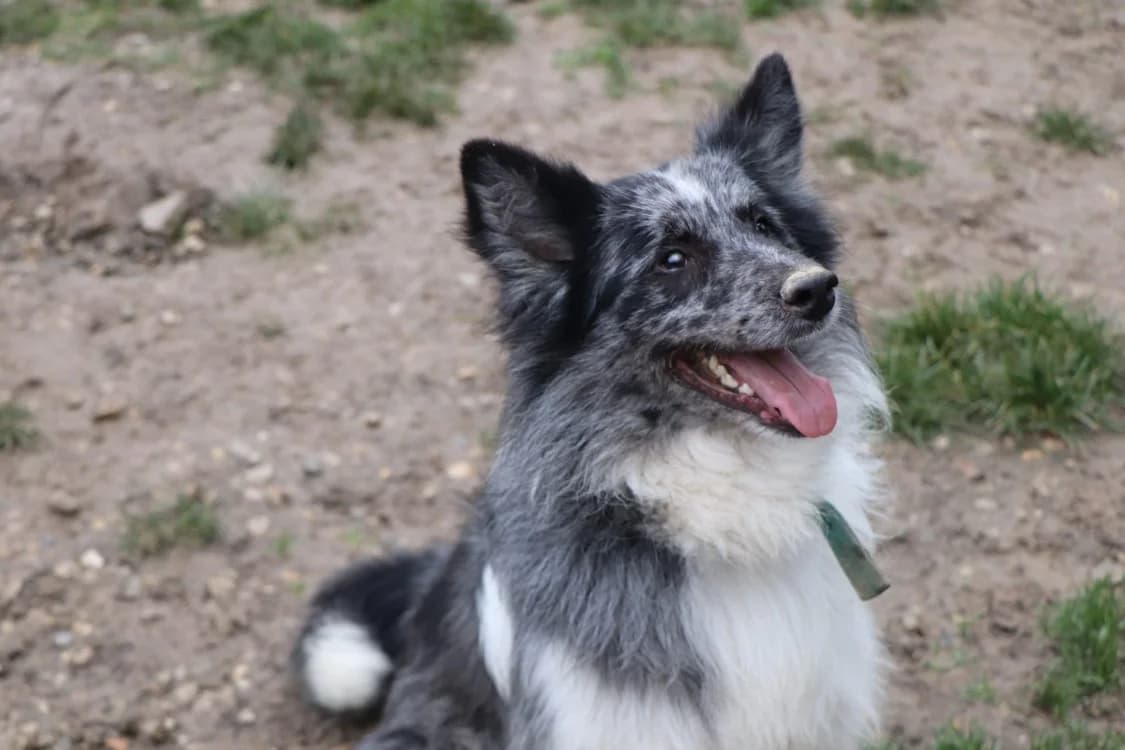 Tchoupi, male Border Collie for adoption at SPA Beaurepaire-en-Bresse, Beaurepaire