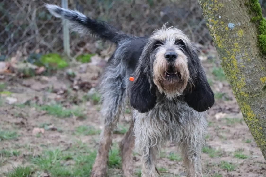 Odin, male mixed breed for adoption at SPA Beaurepaire-en-Bresse, Beaurepaire