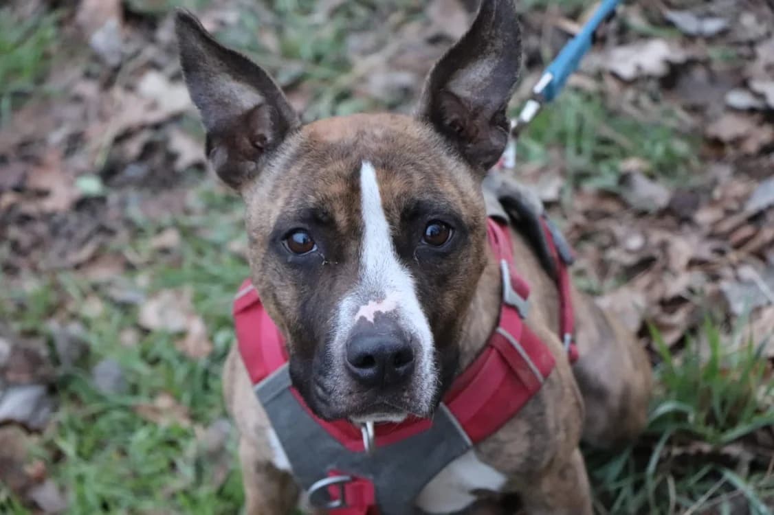Tania, female American Staffordshire Terrier for adoption at SPA Beaurepaire-en-Bresse, Beaurepaire