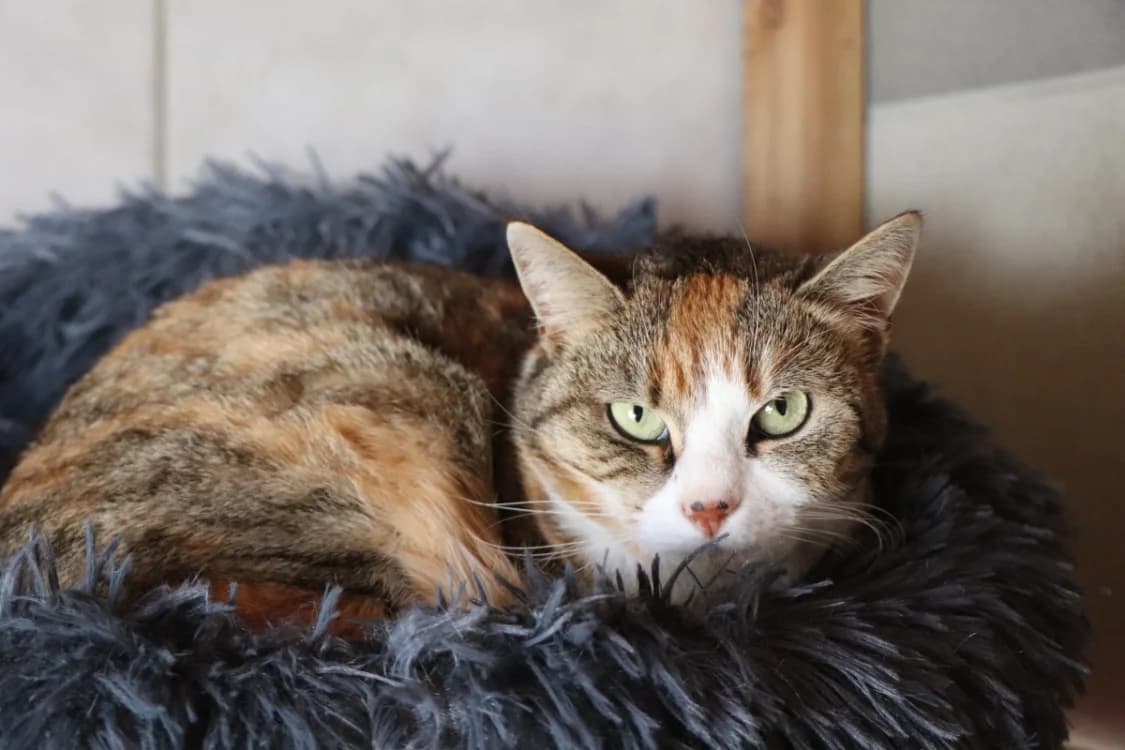 Framboise, female mixed breed for adoption at SPA Beaurepaire-en-Bresse, Beaurepaire