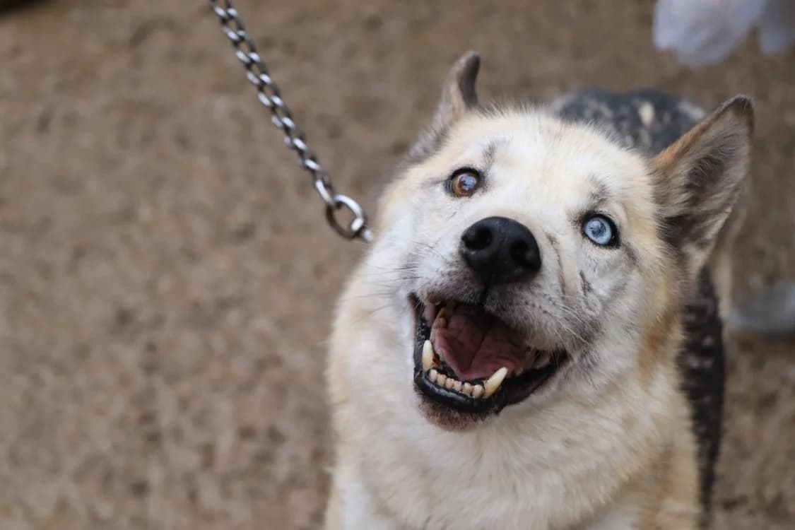 HUGGY, male Husky for adoption at SPA Beaurepaire-en-Bresse, Beaurepaire