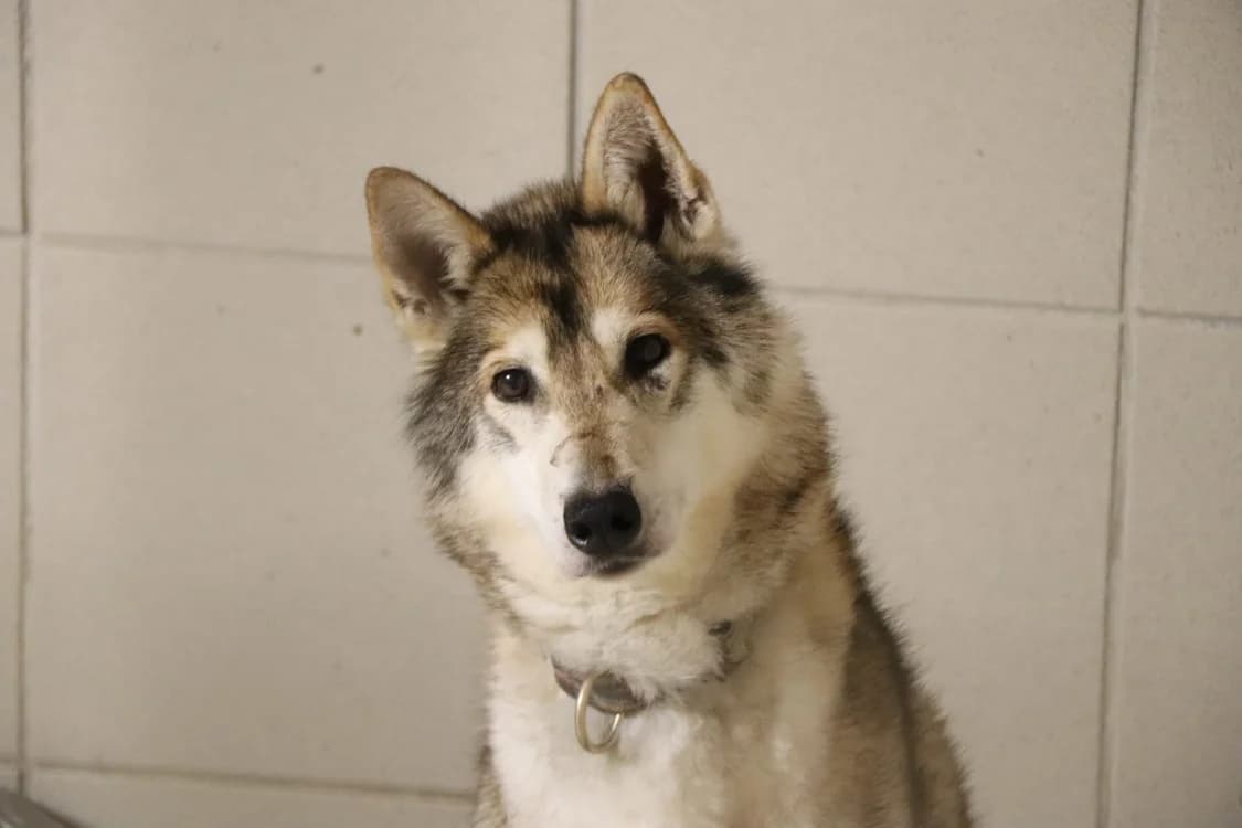NIKYE, female Husky for adoption at SPA Beaurepaire-en-Bresse, Beaurepaire