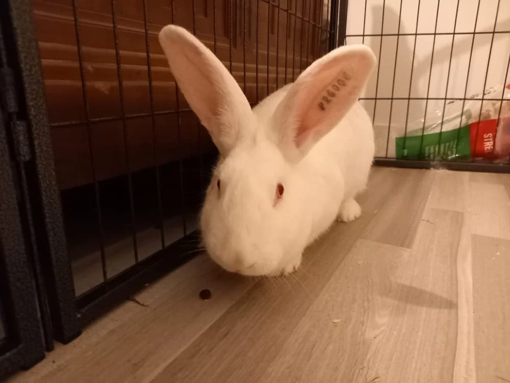 Inaya, female mixed breed for adoption at SPA Beaurepaire-en-Bresse, Beaurepaire