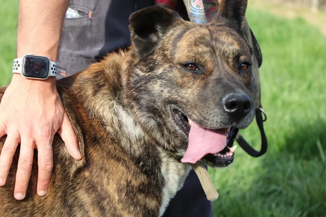 Simba, male Akita for adoption at SPA Beaurepaire-en-Bresse, Beaurepaire