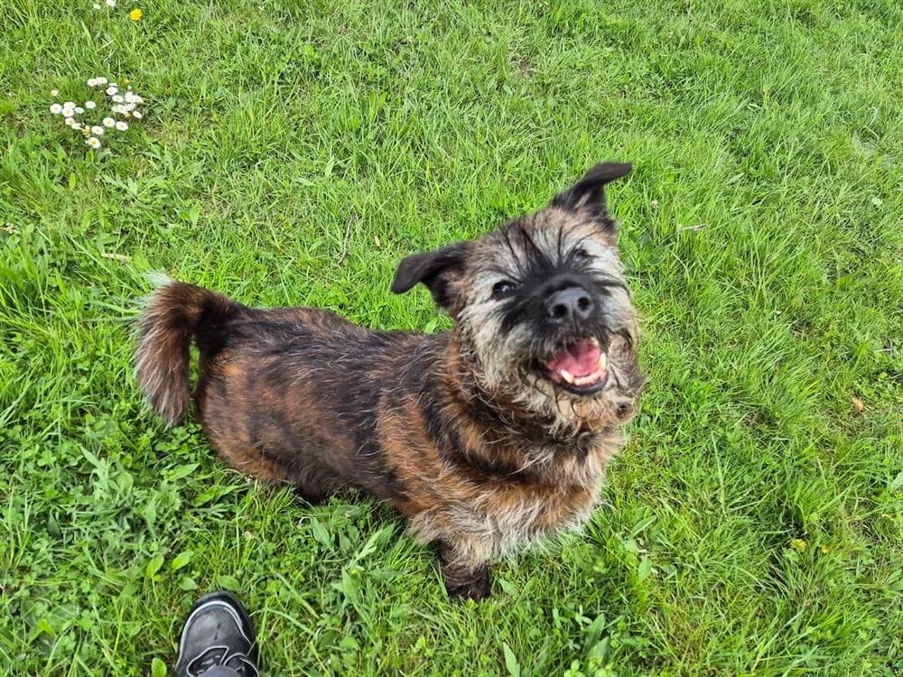 KENZO, male Basset Hound for adoption at SPA Beaurepaire-en-Bresse, Beaurepaire