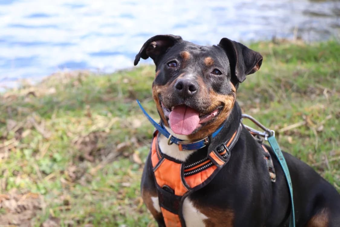 KHIRA, female mixed breed for adoption at SPA Beaurepaire-en-Bresse, Beaurepaire