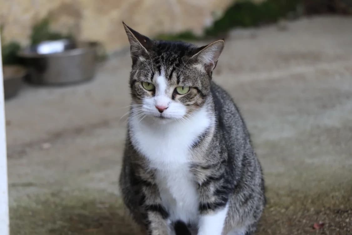 PRUNEAU, male mixed breed for adoption at SPA Beaurepaire-en-Bresse, Beaurepaire