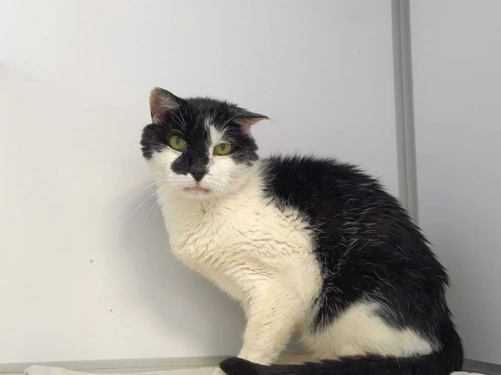 Bounty, male mixed breed for adoption at SPA Beaurepaire-en-Bresse, Beaurepaire