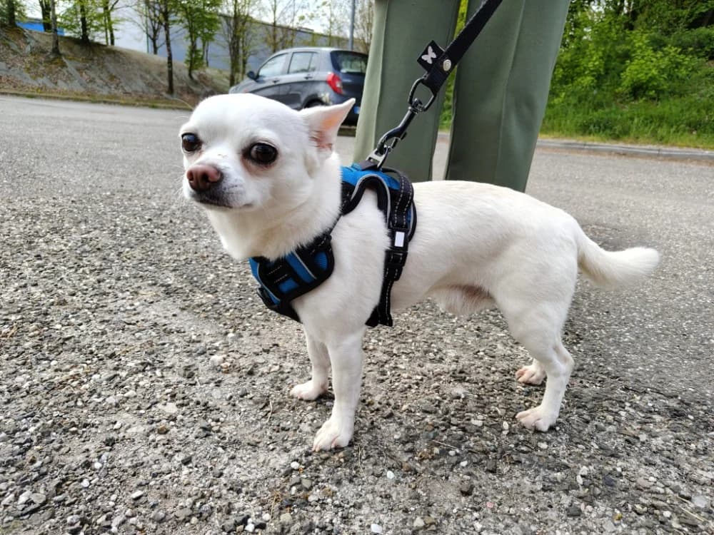 Loky (réservé), male Chihuahua for adoption at SPA Beaurepaire-en-Bresse, Beaurepaire