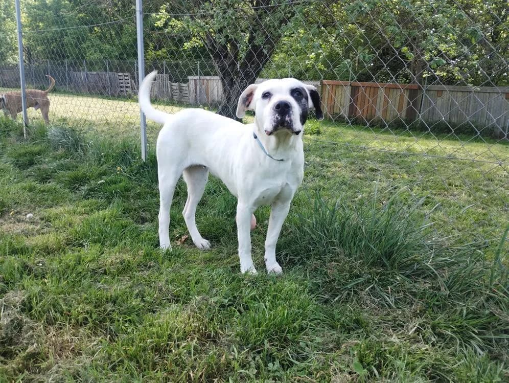 Naïka, female senior mixed breed for adoption at SPA Beaurepaire-en-Bresse, Beaurepaire