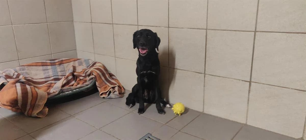 Lexy, female 4yo Border Collie for adoption at SPA Beaurepaire-en-Bresse, Beaurepaire