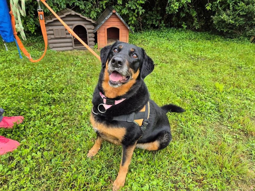 LEMON, female mixed breed for adoption at SPA Sarreguemines, Sarreguemines