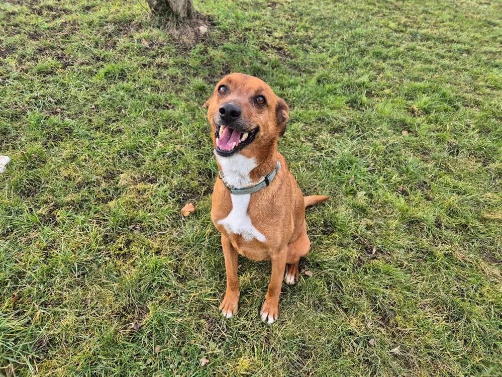 TACOS, male Mixed Breed for adoption at SPA Sarreguemines, Sarreguemines