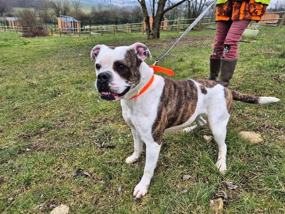 REIVA, female French Bulldog for adoption at SPA Sarreguemines, Sarreguemines